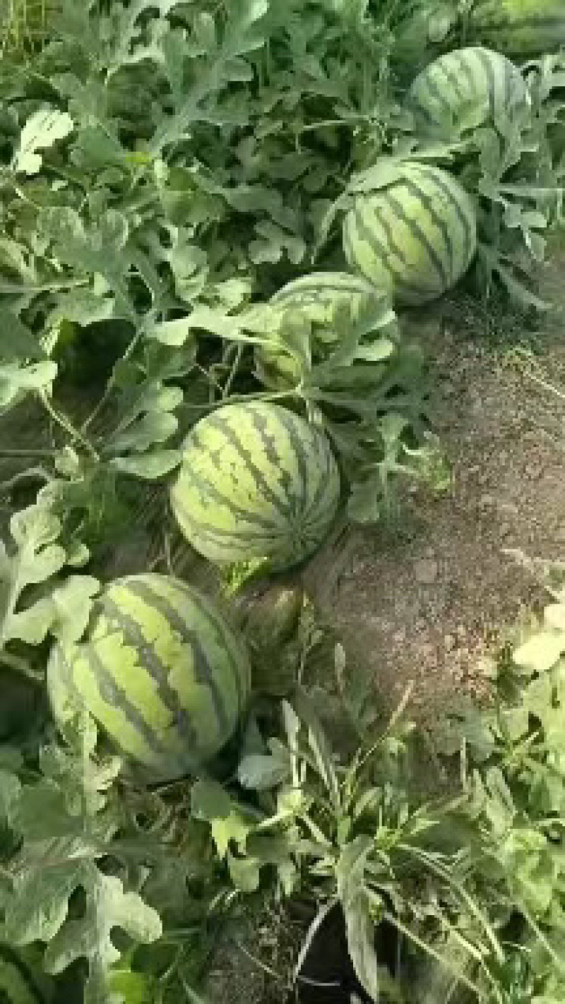 精品无籽美都/产地直发/一手货源/物美价廉/欢迎致电