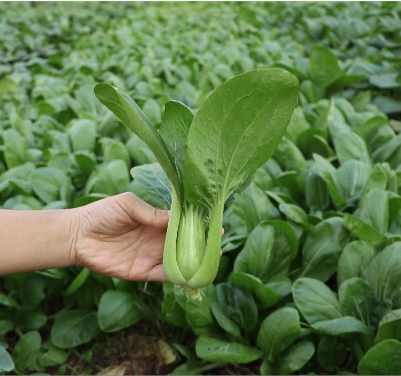 珍品油绿晚抽王青梗菜种子油亮小青菜种子耐寒耐抽薹冬春蔬菜