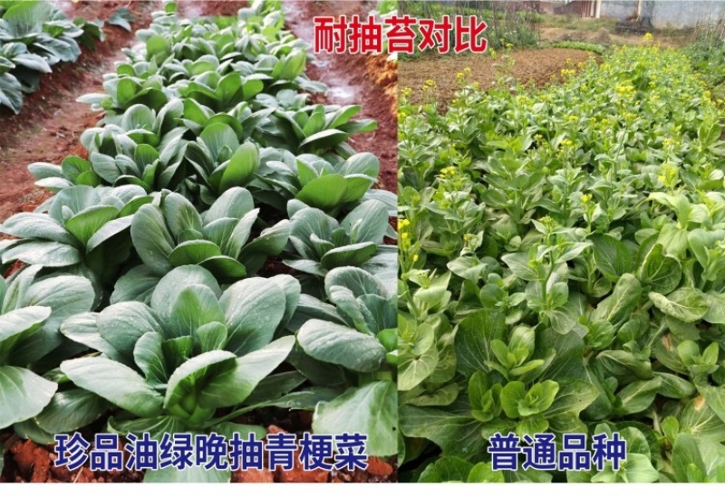 珍品油绿晚抽王青梗菜种子油亮小青菜种子耐寒耐抽薹冬春蔬菜