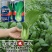 珍品油绿晚抽王青梗菜种子油亮小青菜种子耐寒耐抽薹冬春蔬菜