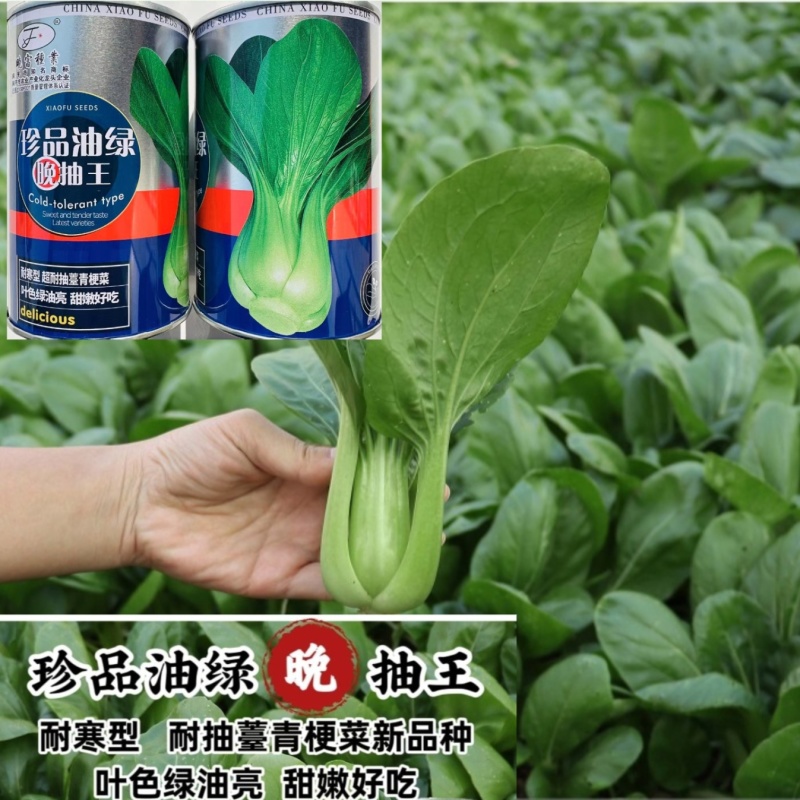 珍品油绿晚抽王青梗菜种子油亮小青菜种子耐寒耐抽薹冬春蔬菜