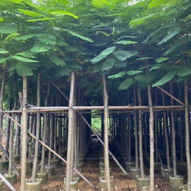 凤凰木
