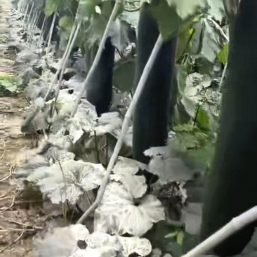 冬瓜货源充足