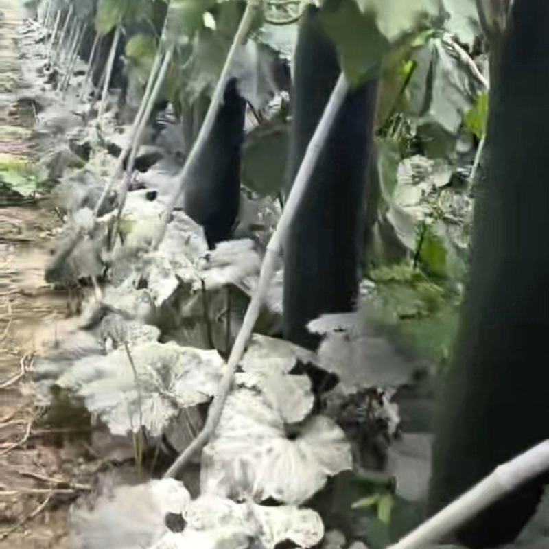 冬瓜货源充足