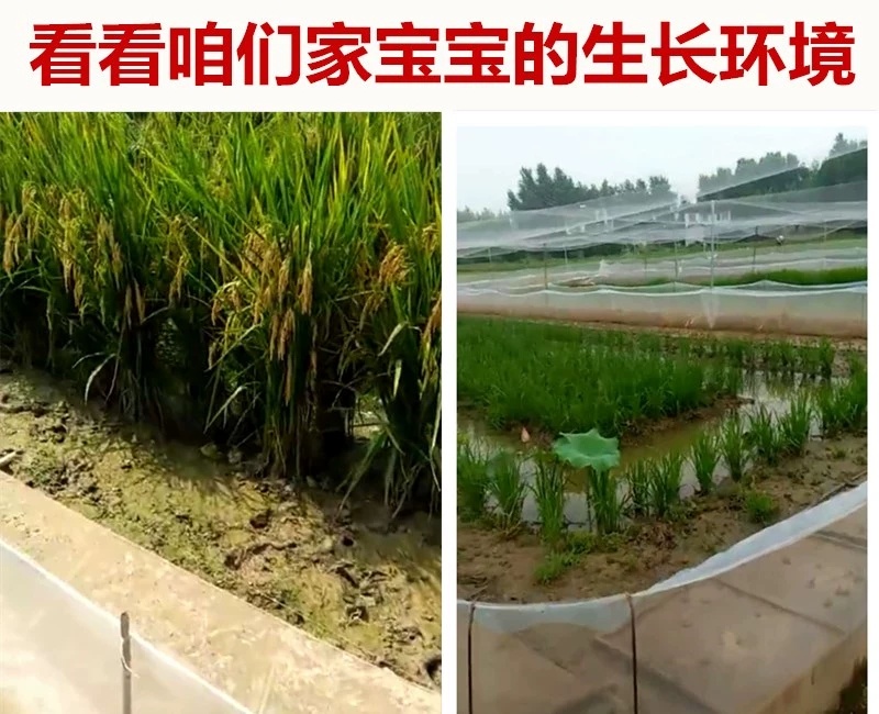 黑斑蛙卵青蛙小蝌蚪苗提供养殖技术基地自提更优惠