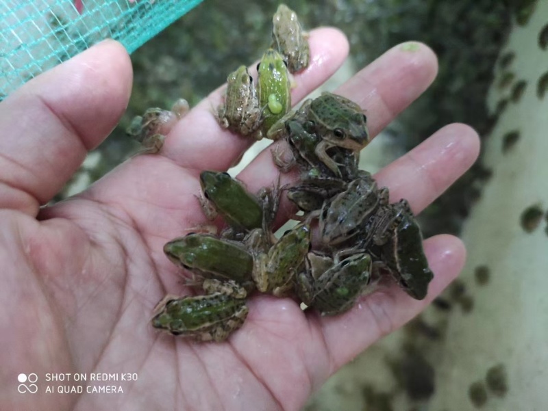 黑斑蛙卵青蛙小蝌蚪苗提供养殖技术基地自提更优惠