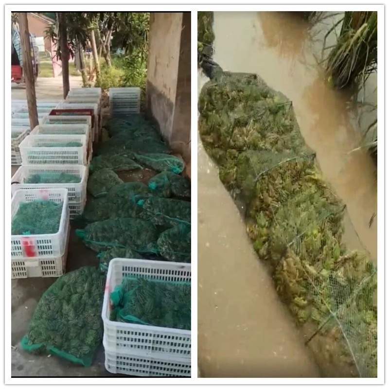 黑斑蛙卵青蛙小蝌蚪苗提供养殖技术基地自提更优惠