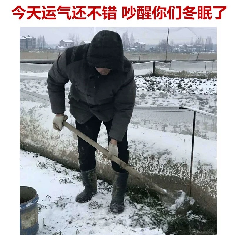 黑斑蛙卵青蛙小蝌蚪苗提供养殖技术基地自提更优惠