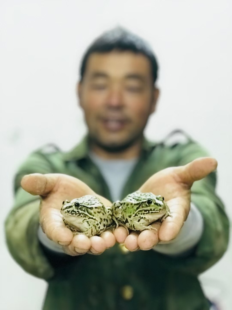 黑斑蛙卵青蛙小蝌蚪苗提供养殖技术基地自提更优惠