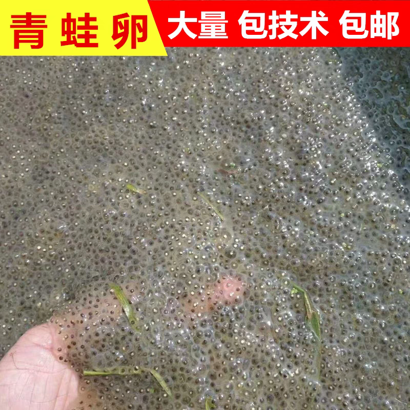 黑斑蛙卵青蛙小蝌蚪苗提供养殖技术基地自提更优惠