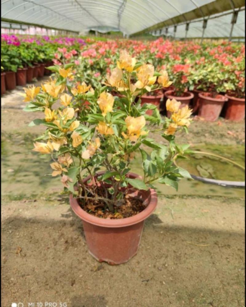 醉蝶花