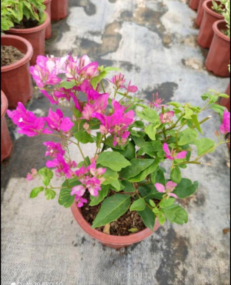 醉蝶花