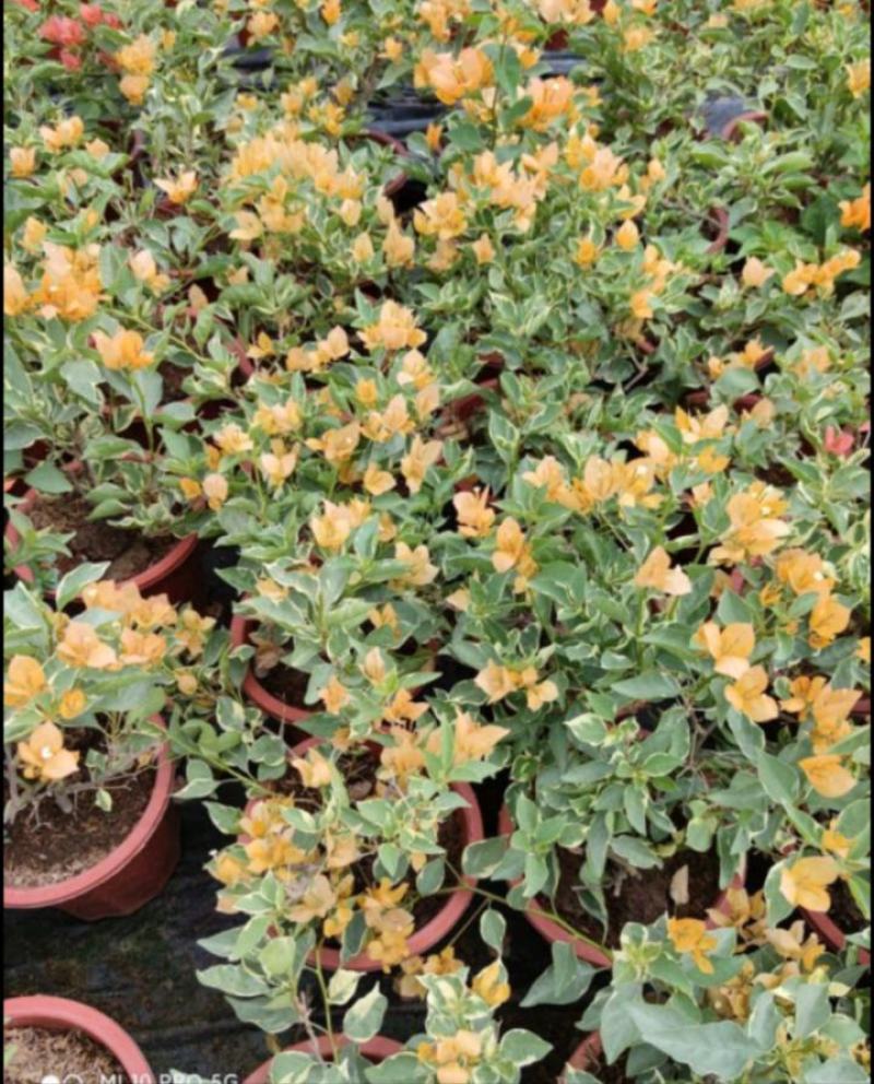 醉蝶花