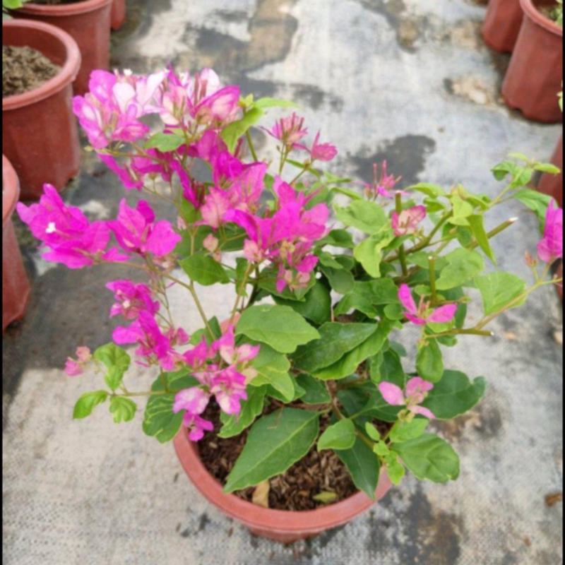 醉蝶花