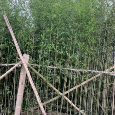 刚竹