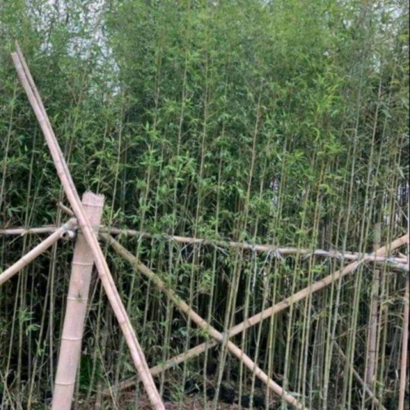 刚竹