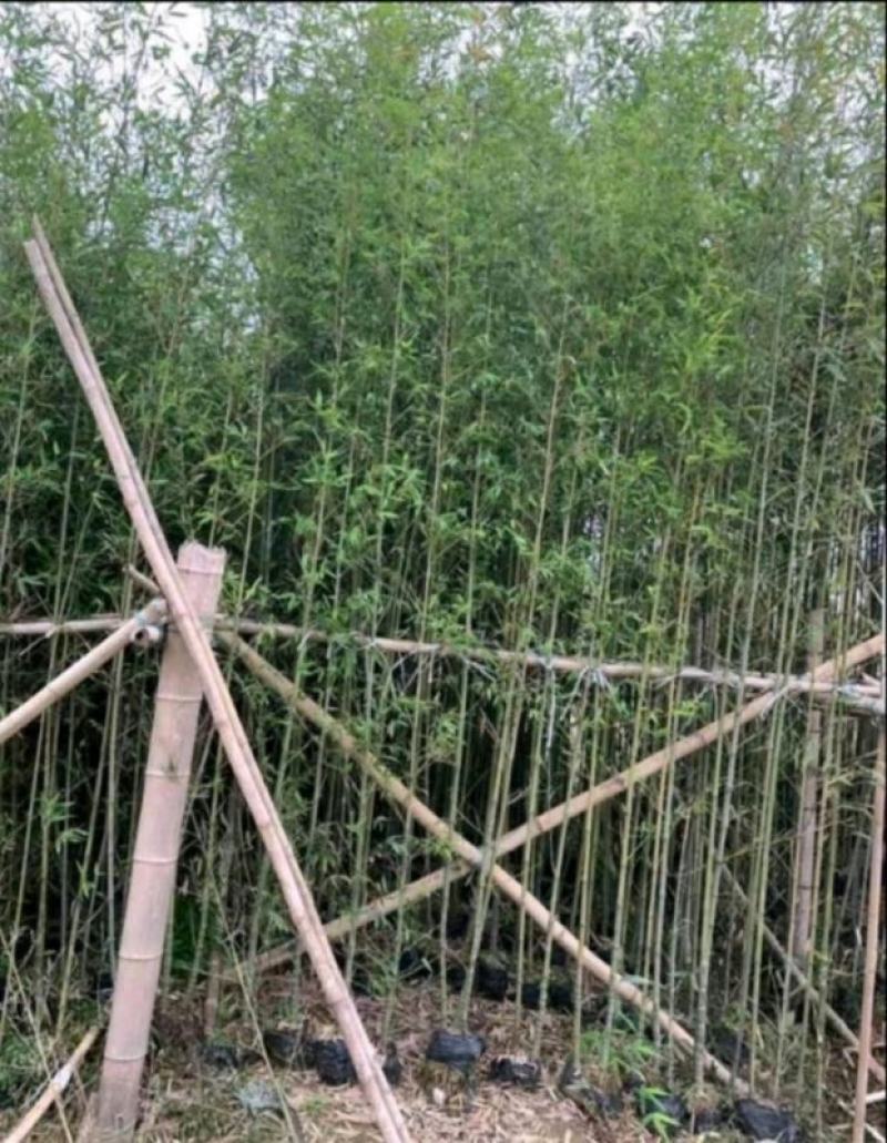刚竹