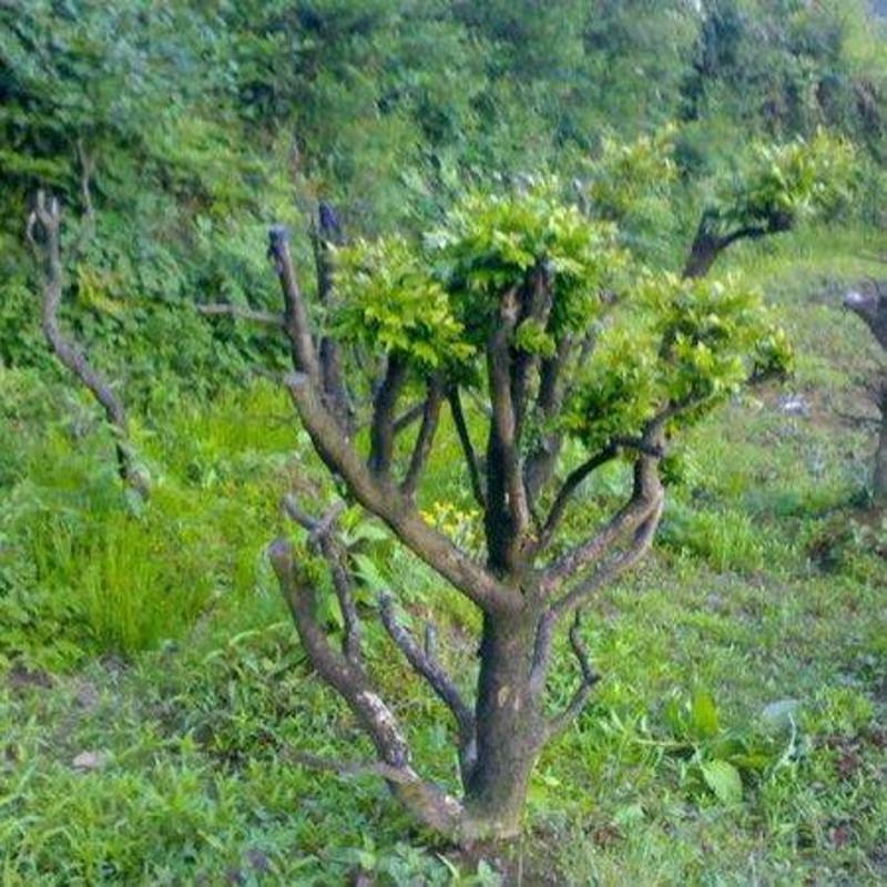 高山黄杨