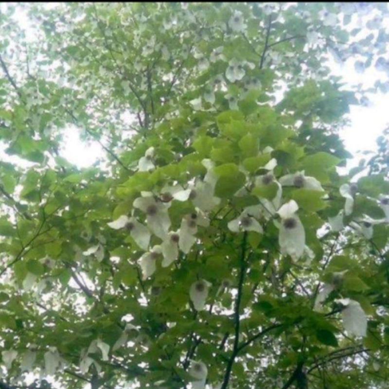 珙桐