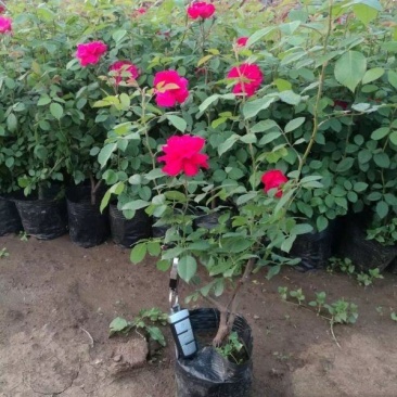 蔷薇花