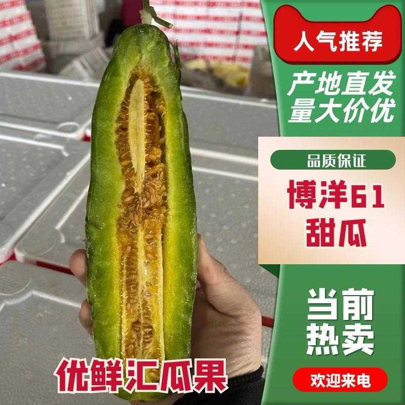 山东聊城博洋61甜瓜山东羊角蜜甜瓜香酥脆甜、糖度高