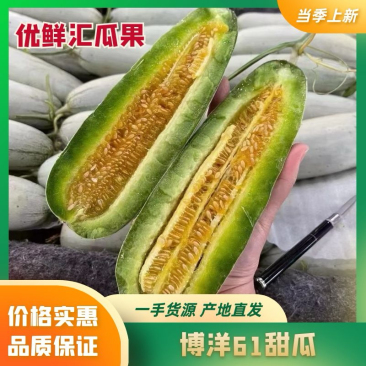 山东博洋61甜瓜大量有货产地直供质量保证,口感脆甜