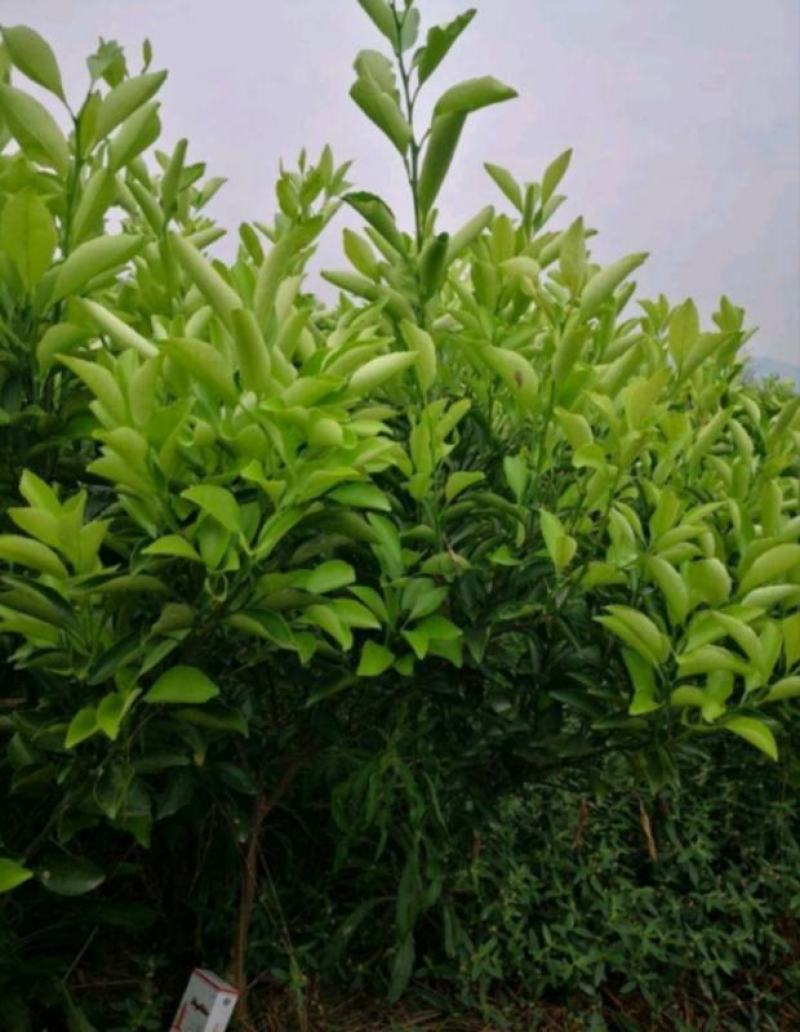 枸橘