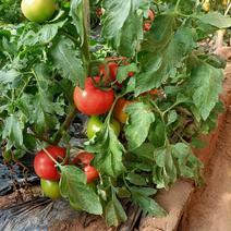 太谷区水果西红柿大量上市