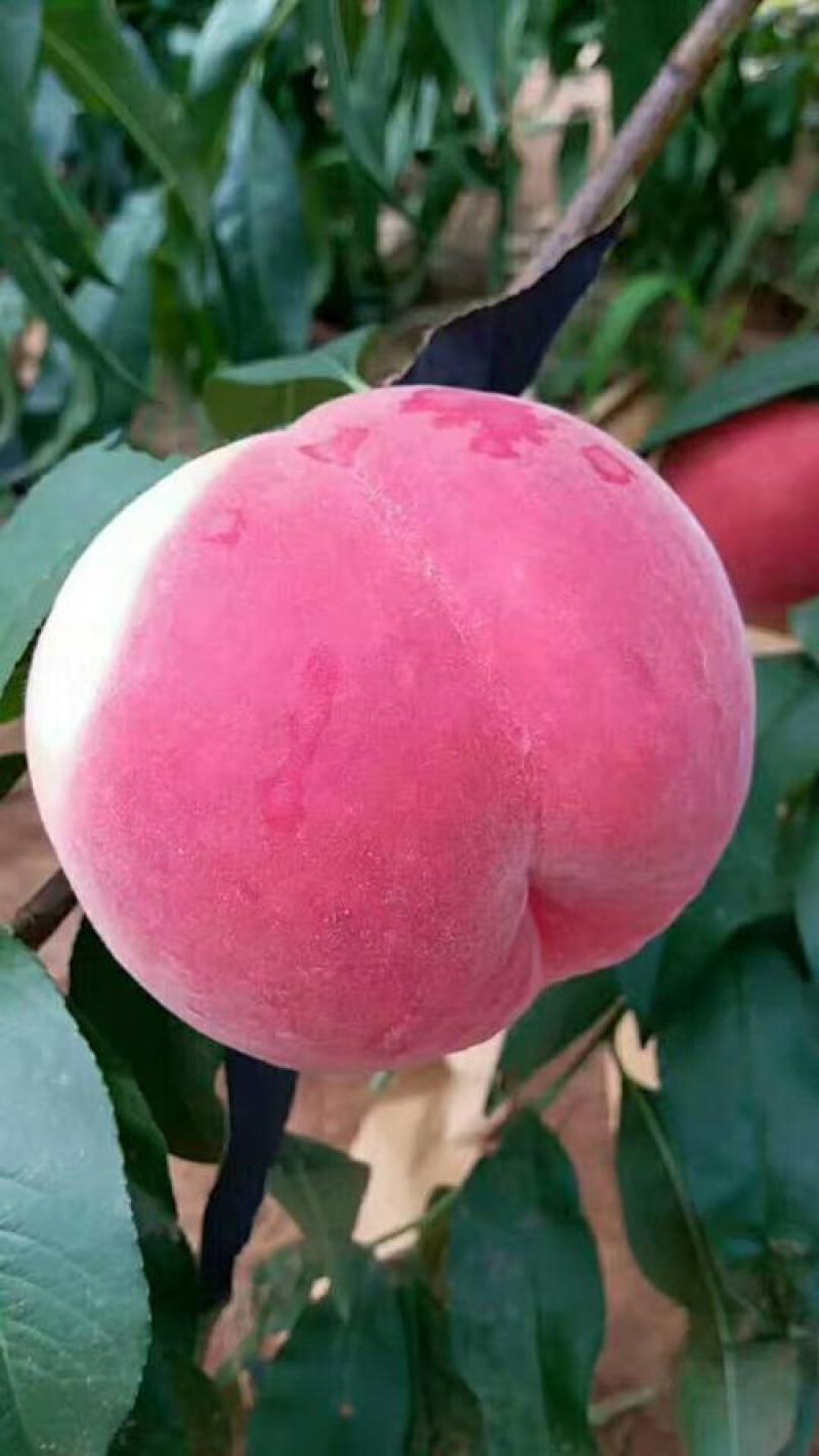 秋丽桃苗中熟离核品种自花授粉丰产（已售完）勿拍