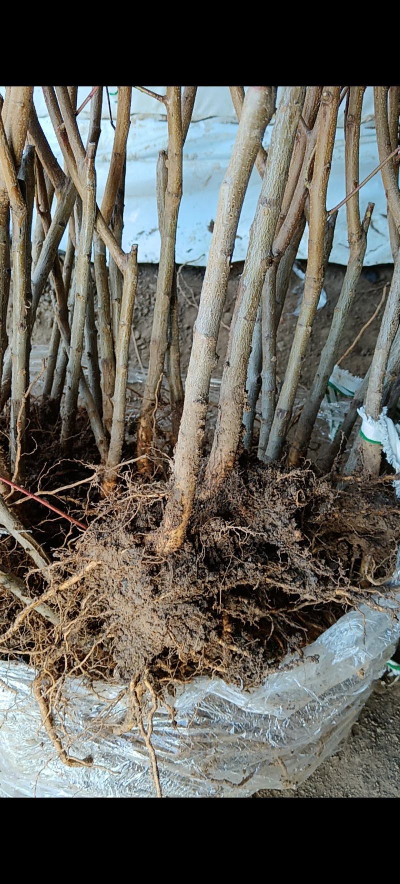 秋丽桃苗中熟离核品种自花授粉丰产（已售完）勿拍