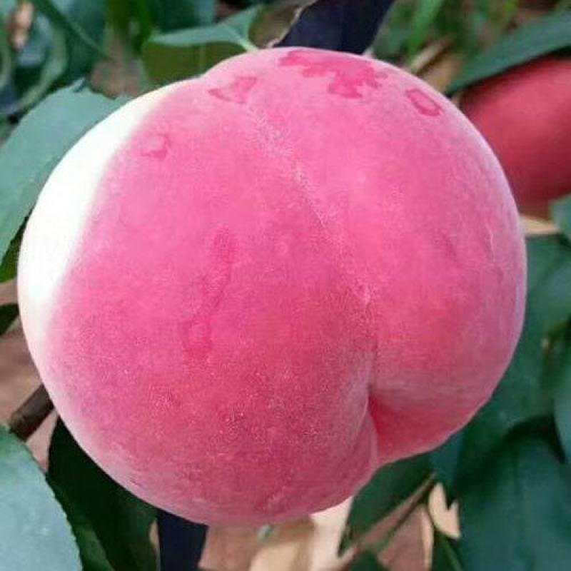 秋丽桃苗中熟离核品种自花授粉丰产（已售完）勿拍