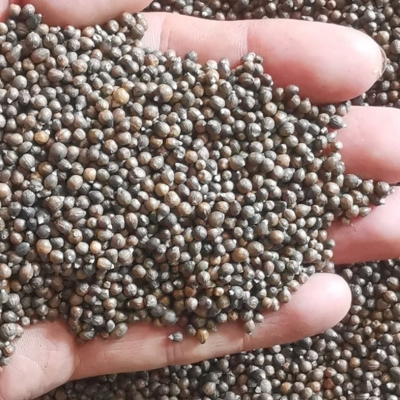 黄荆子实物拍摄黄精子不惊子保庆药业干净无硫