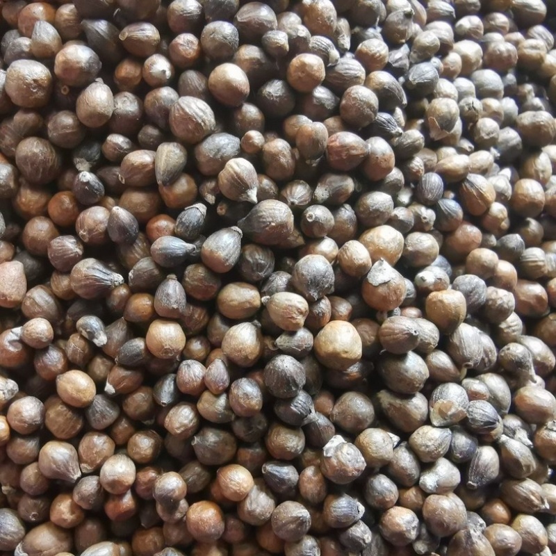黄荆子实物拍摄黄精子不惊子保庆药业干净无硫