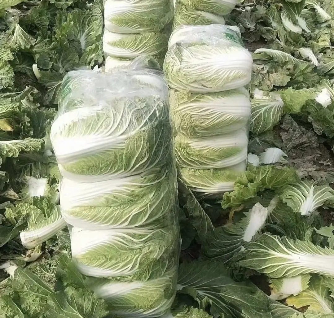 冬季清晨的农贸市场,堆叠整齐的新鲜大白菜摆放在木质摊位上,农民正在整理菜叶,背景有霜冻痕迹,体现大白菜作为冬季主栽农产品的季节特性 冬季农贸市场大白菜销售场景