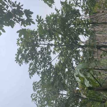 澳洲火焰木