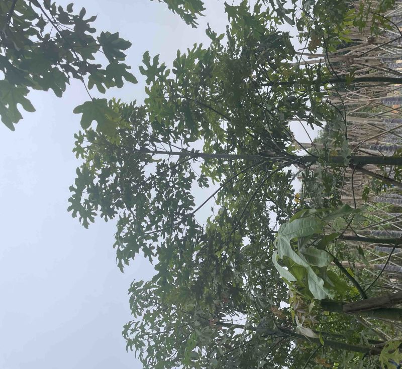 澳洲火焰木