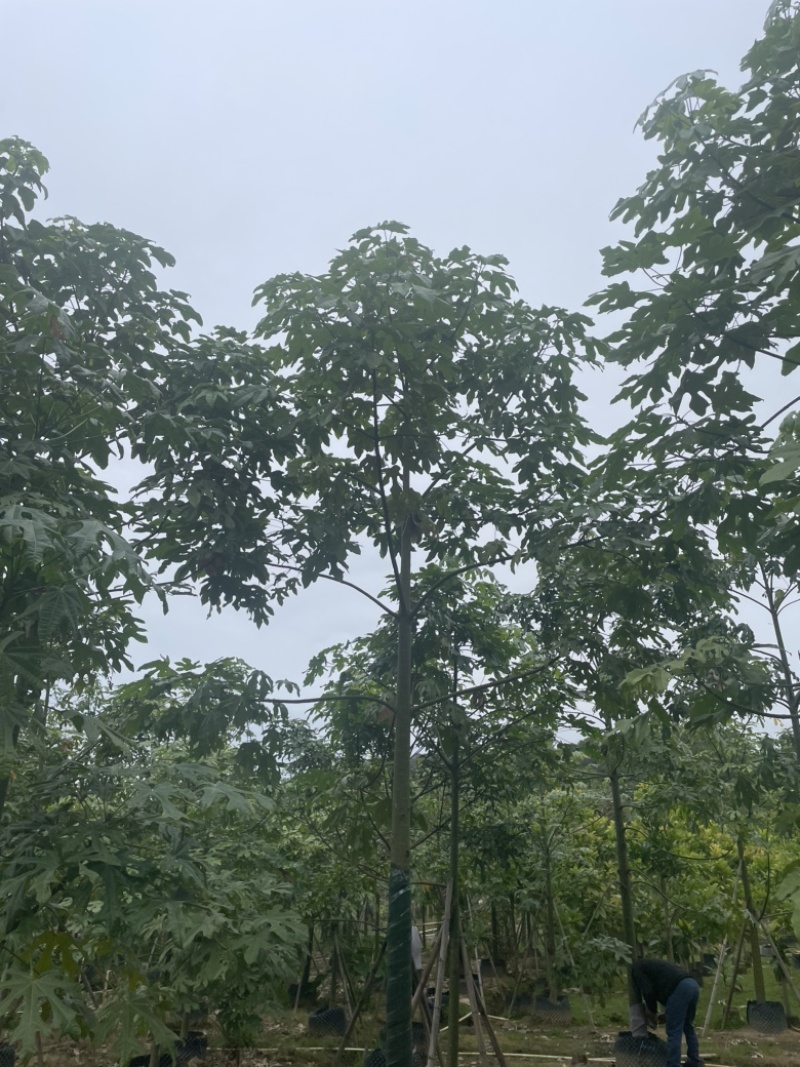 澳洲火焰木