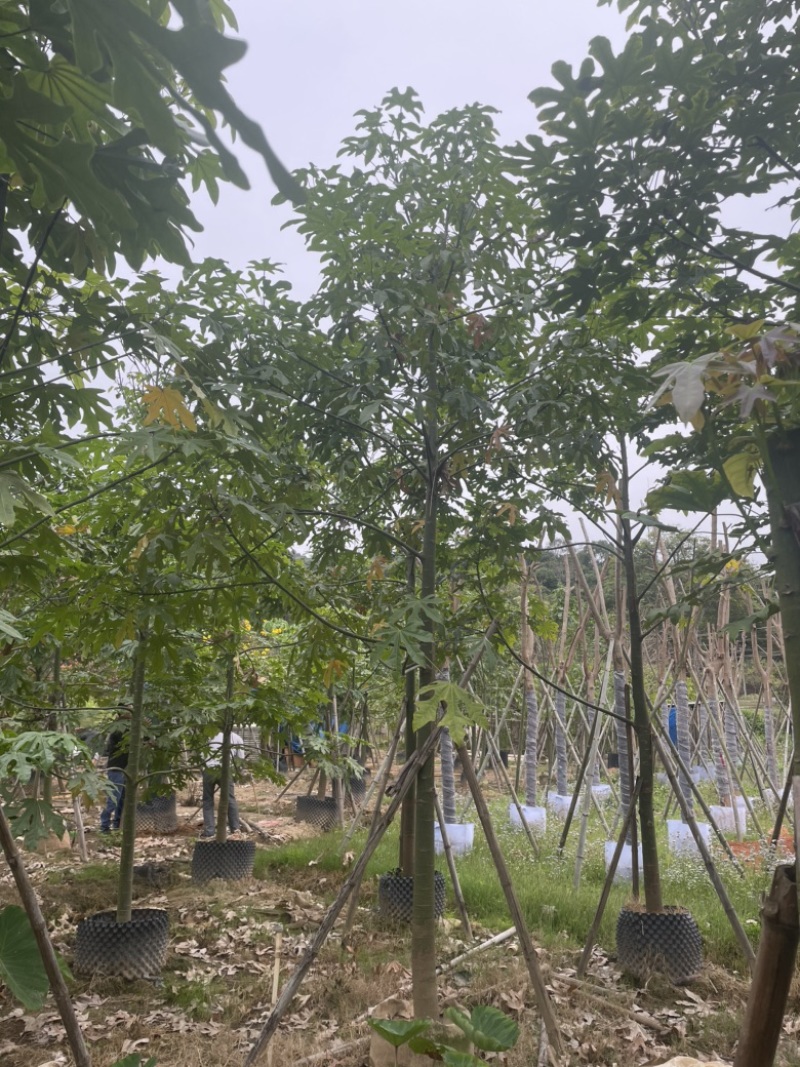 澳洲火焰木