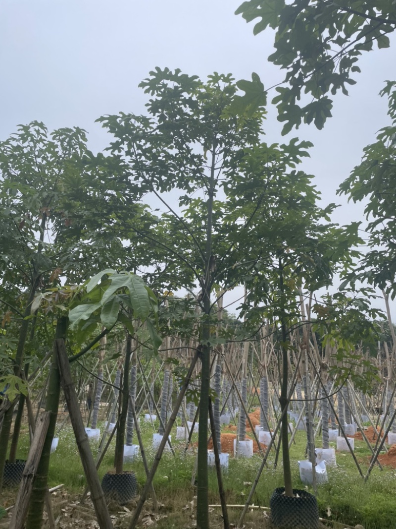 澳洲火焰木