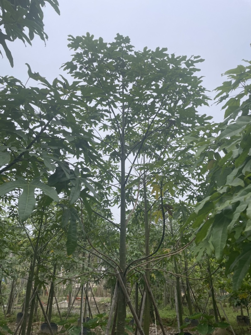 澳洲火焰木