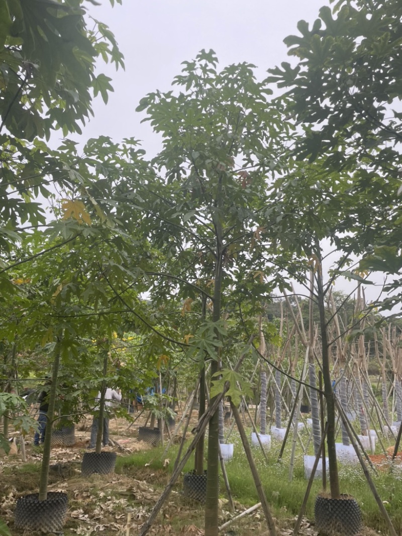 澳洲火焰木