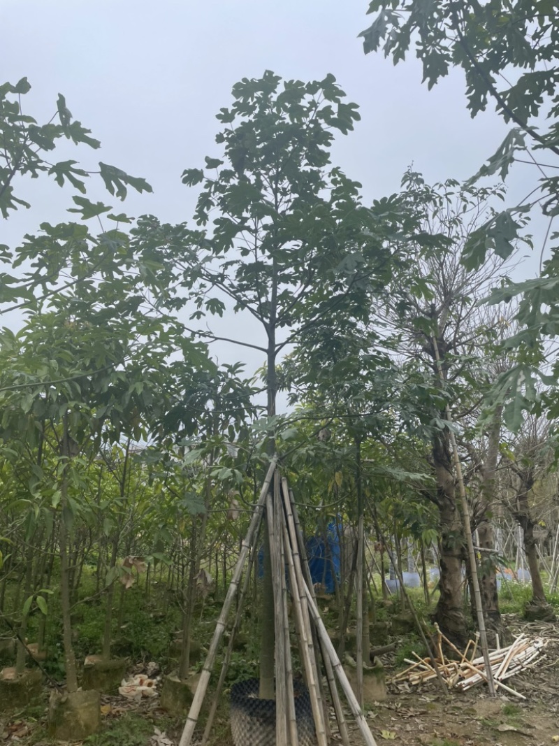 澳洲火焰木