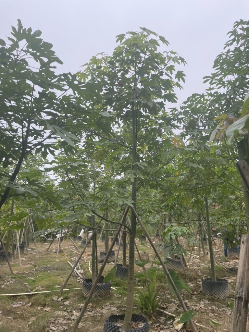 澳洲火焰木