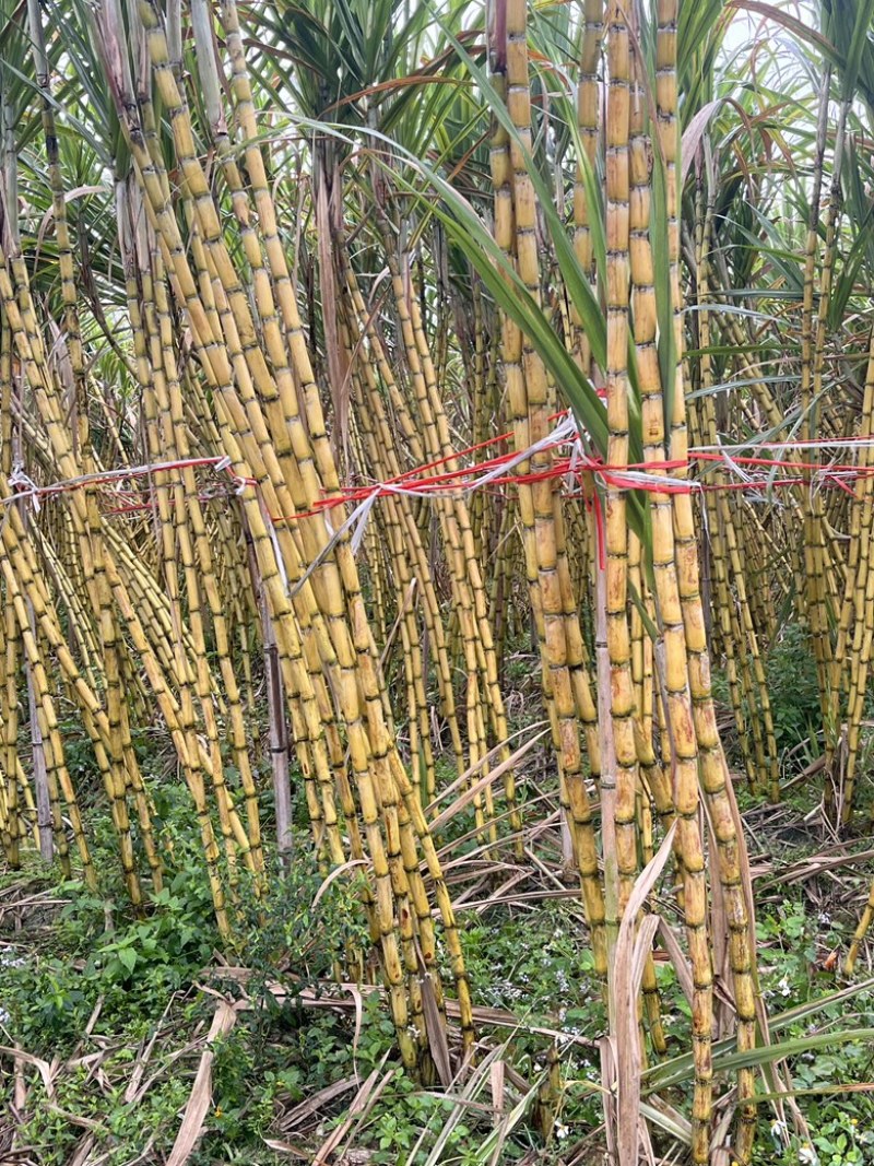 广西玉林市甘蔗种植户一手直销