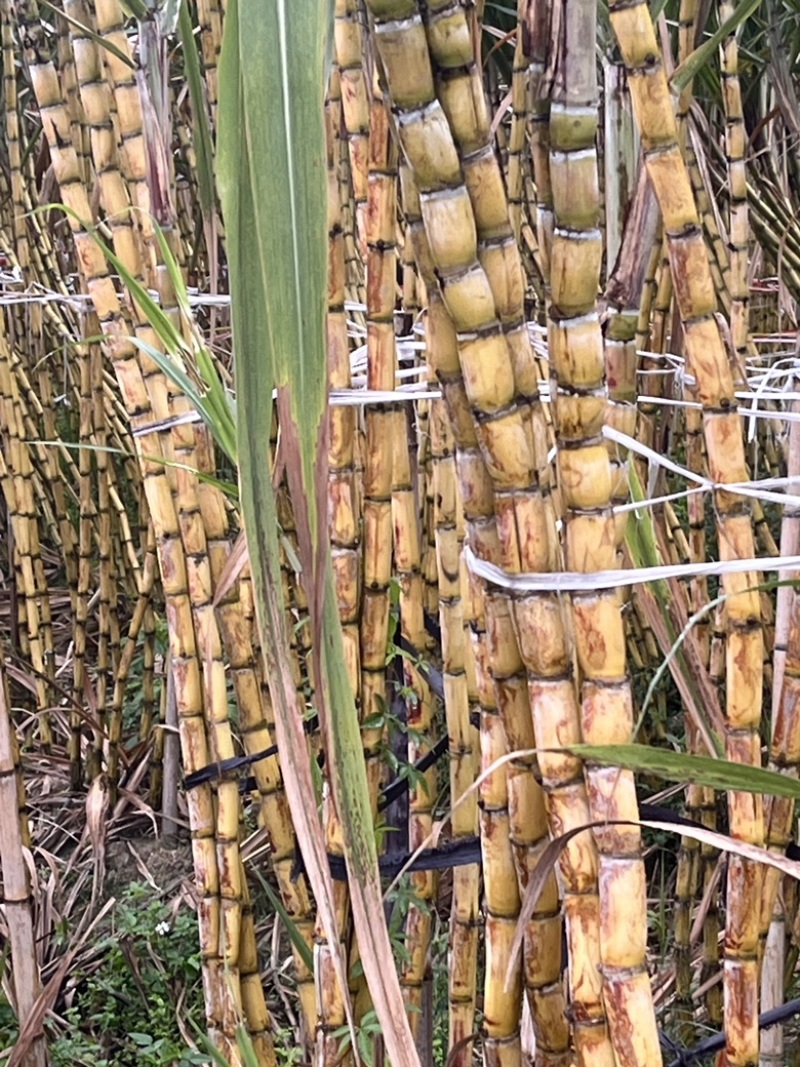 广西玉林市甘蔗种植户一手直销