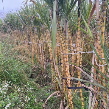 广西玉林市甘蔗种植户一手直销