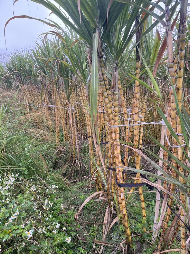 广西玉林市甘蔗种植户一手直销