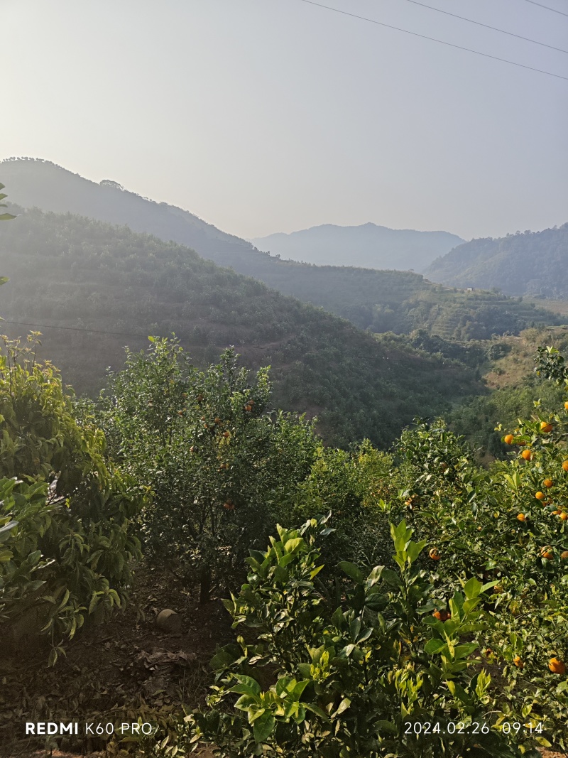 江城沃柑
