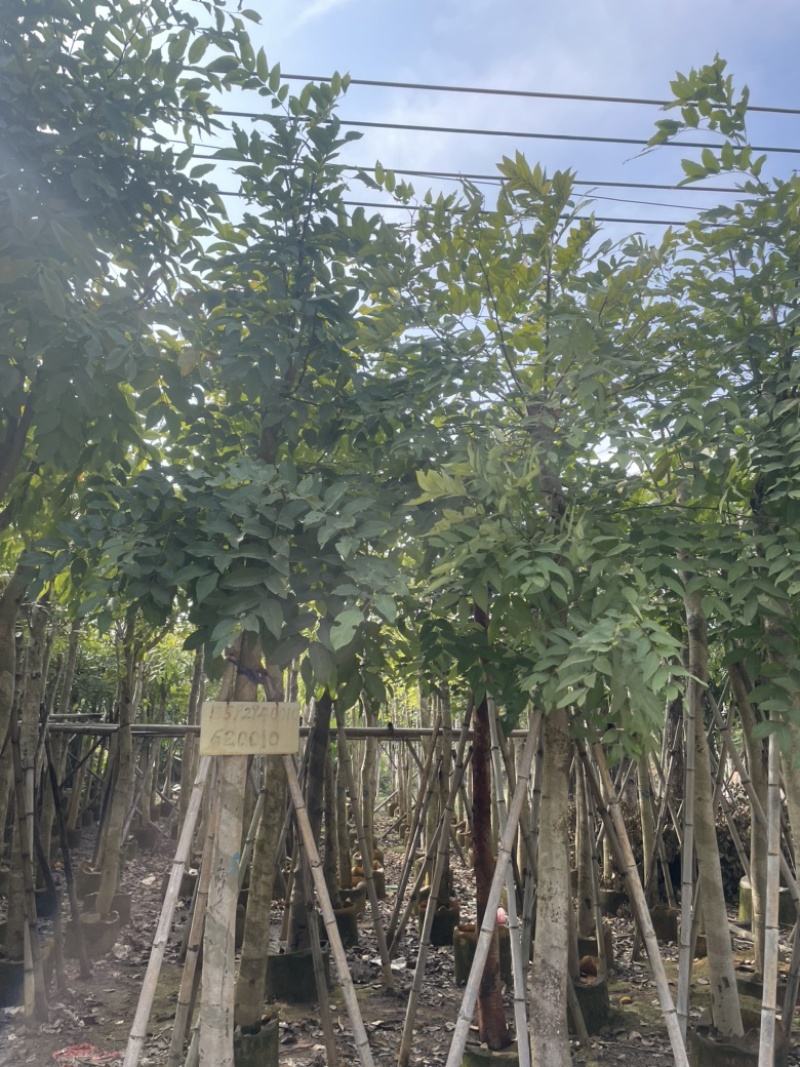 腊肠树