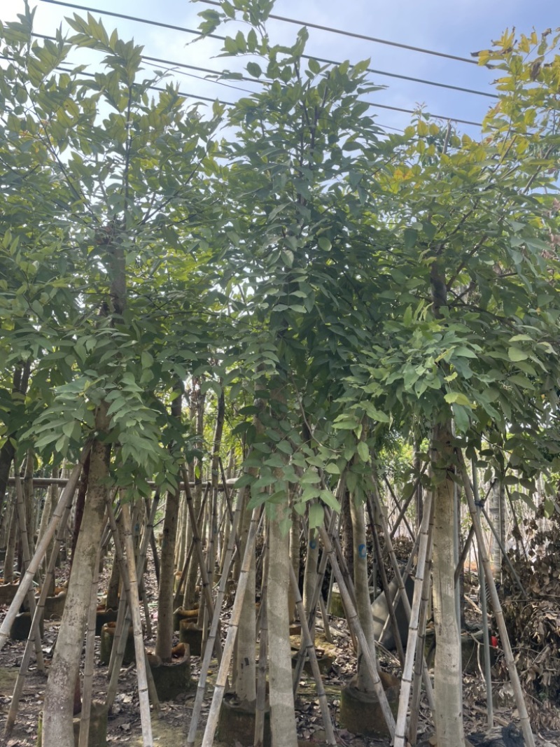 腊肠树